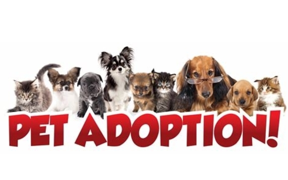 "PET ADOPTION!" Red text. Gray kitten, white and brown puppy, black pug puppy, black and white puppy, brown puppy, black kitten, brown dog with glasses, brown boxer puppy, brown and white kitten